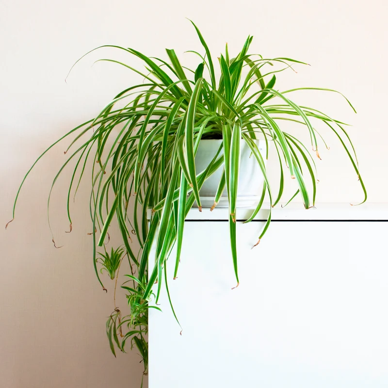 Grünlilie ‘Vittatum’