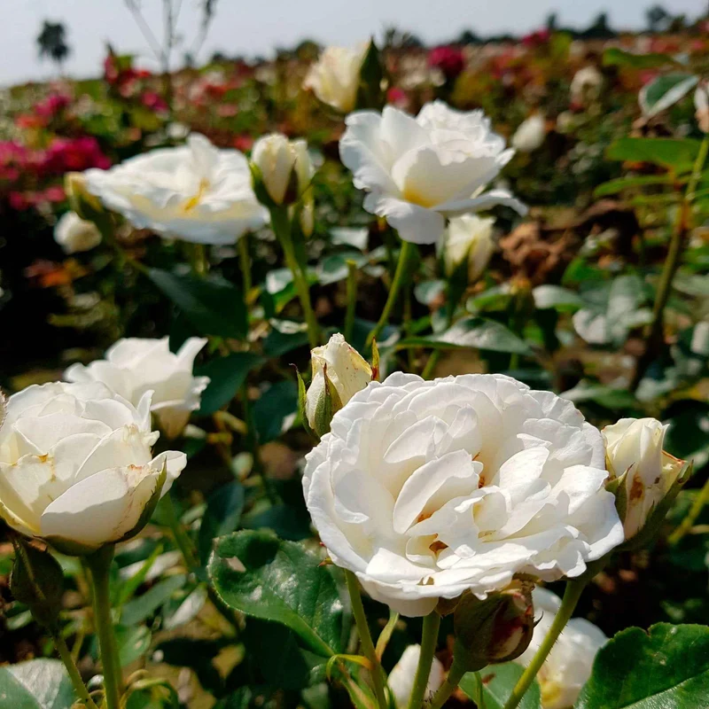 Rose 'Kristall'