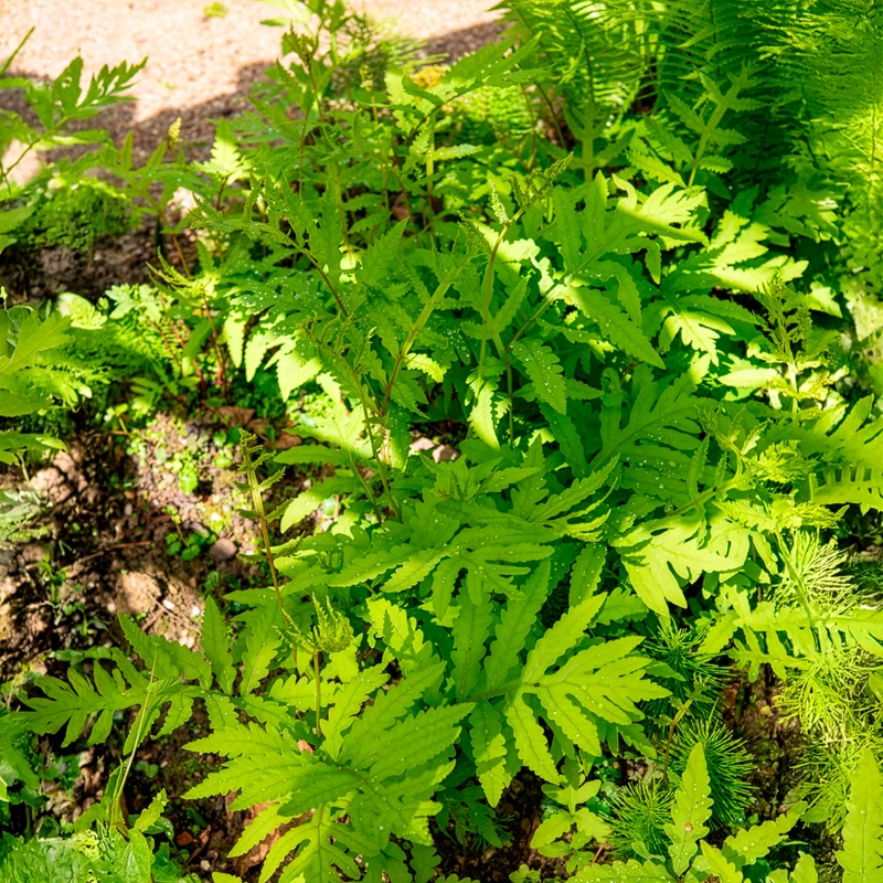 Perlfarn (Onoclea sensibilis)