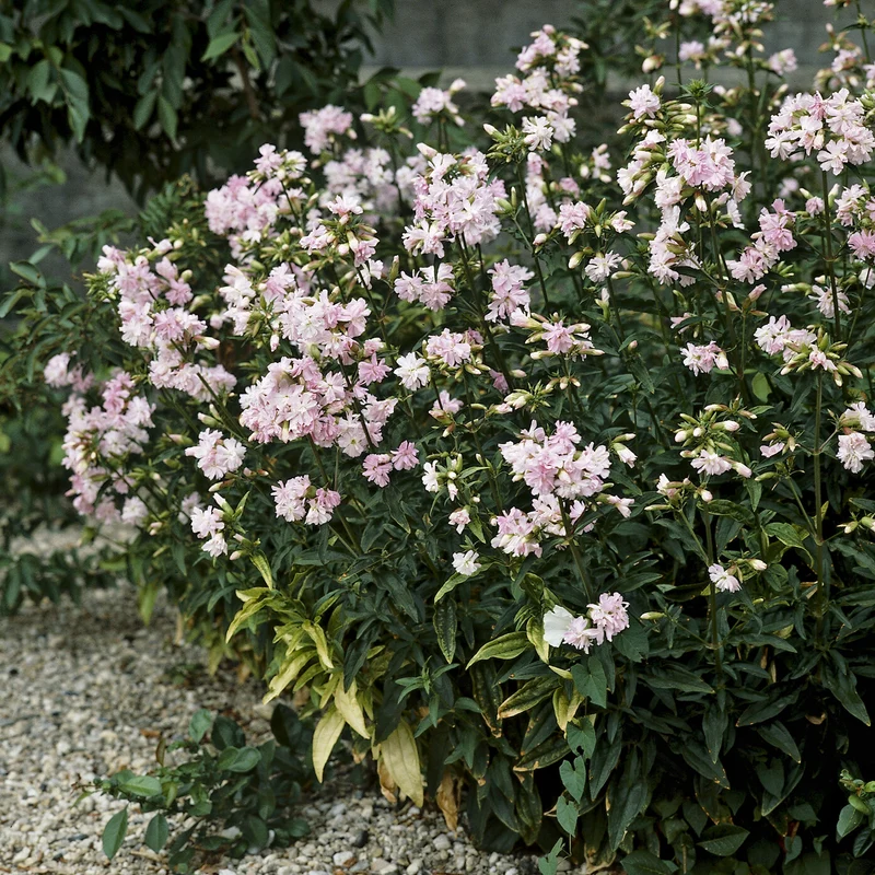 Seifenkraut rosa (gefüllt)