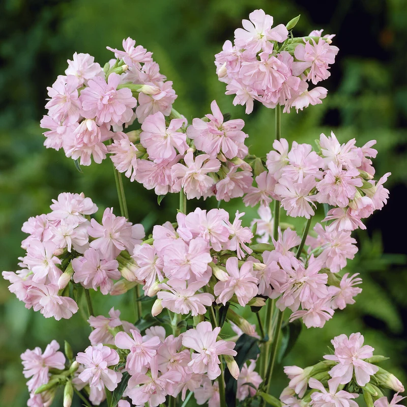 Seifenkraut rosa (gefüllt)