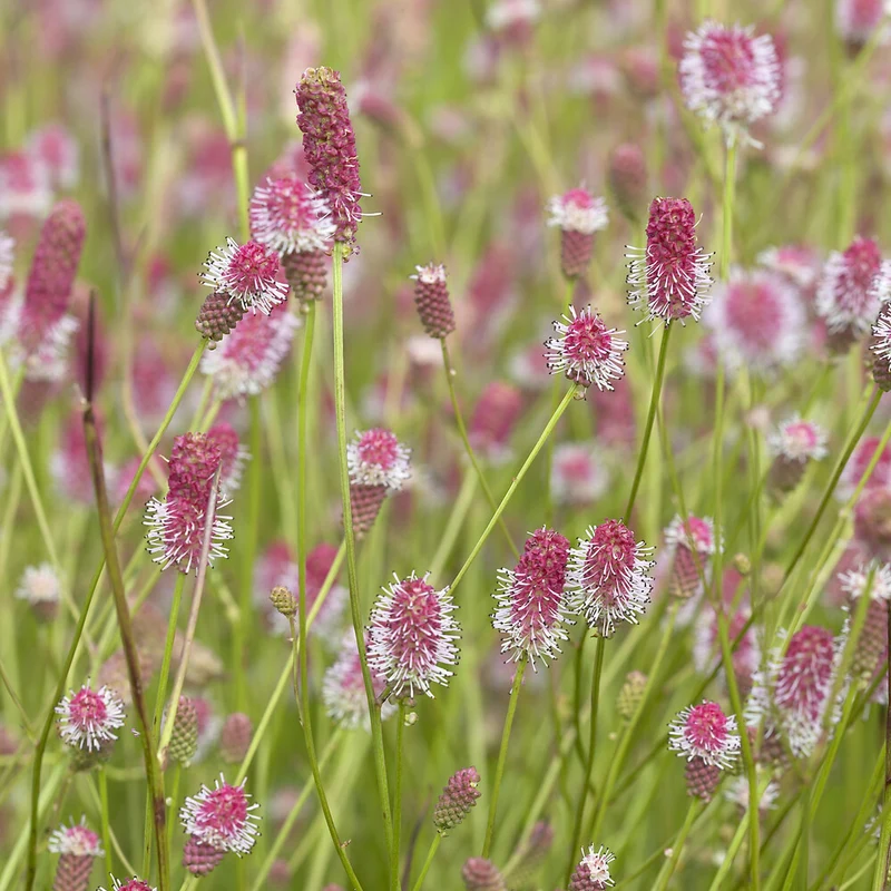 Großer Wiesenknopf Pink Tanna