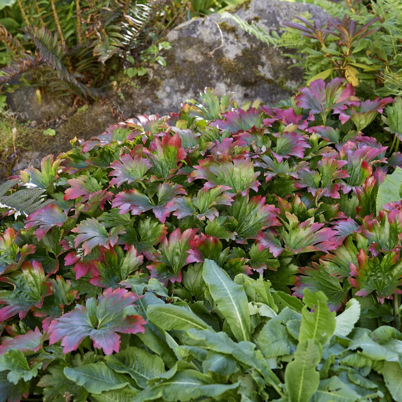 Mukdenie 'Karasuba'