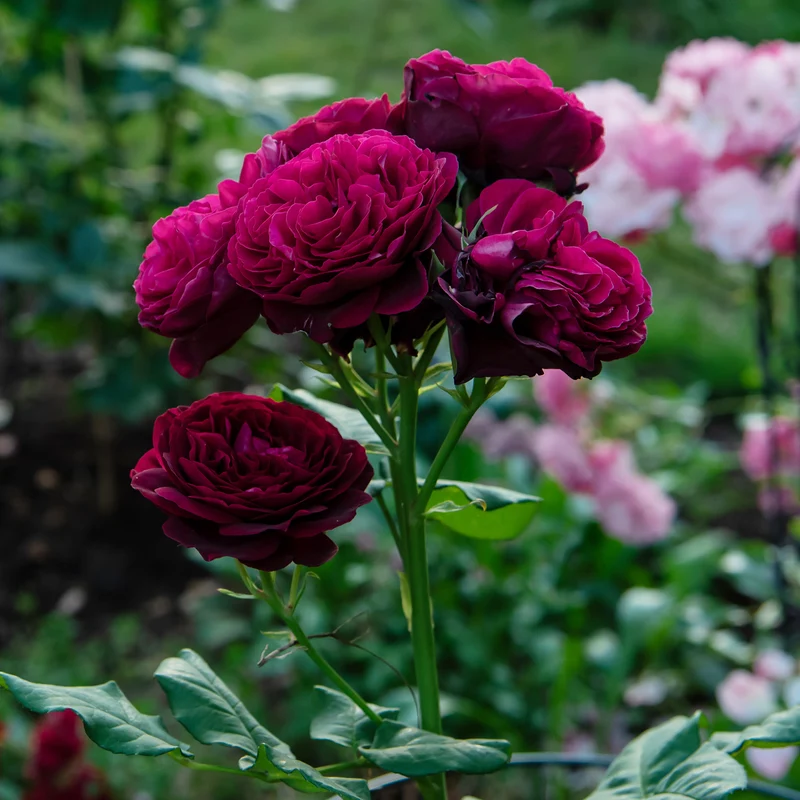 Rosenstrauch Astrid Gräfin von Hardenberg ®