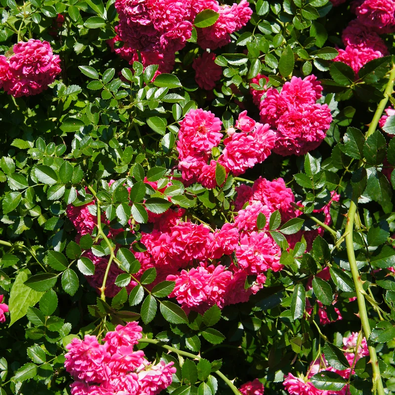 Rosenstrauch Astrid Gräfin von Hardenberg ®