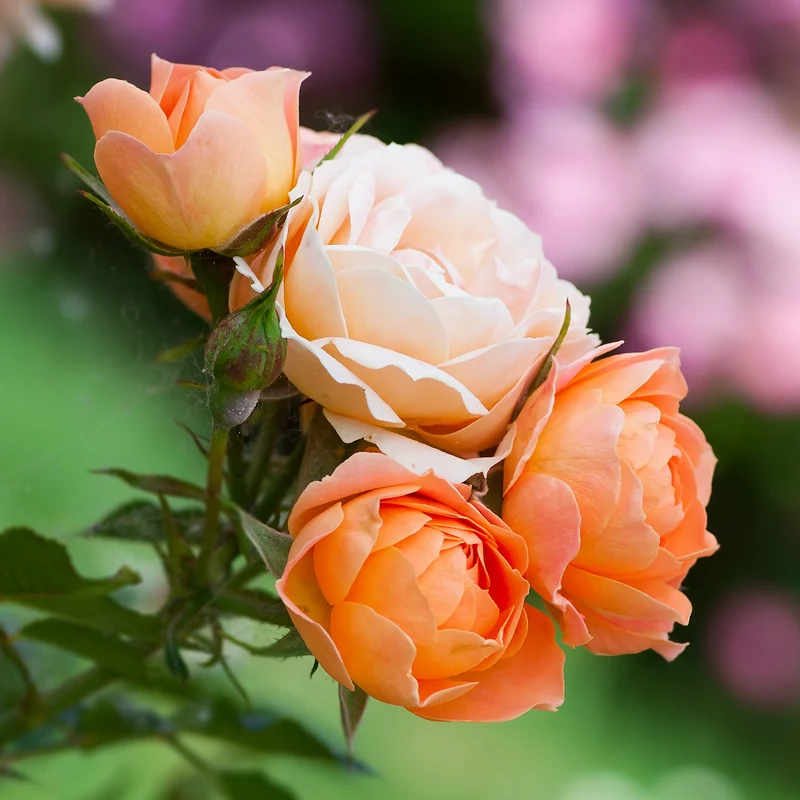 Rose Sweet Dream ®