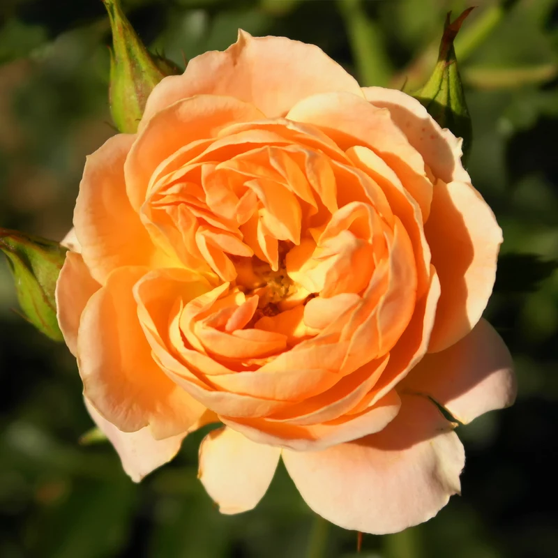 Rose Sweet Dream ®