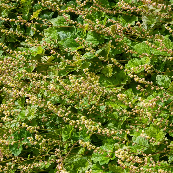 Fransenblume ‘Rubra’