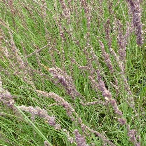 Blaues Pfeifengras Moorhexe