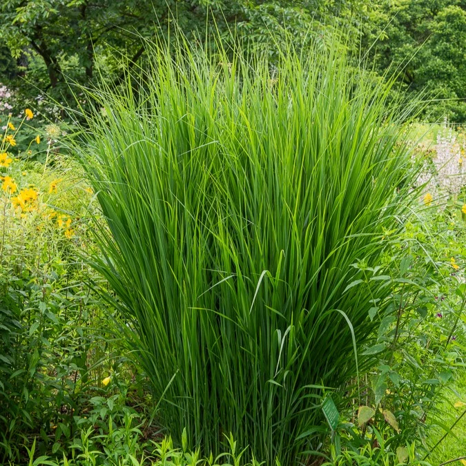 Riesen-Rutenhirse Northwind