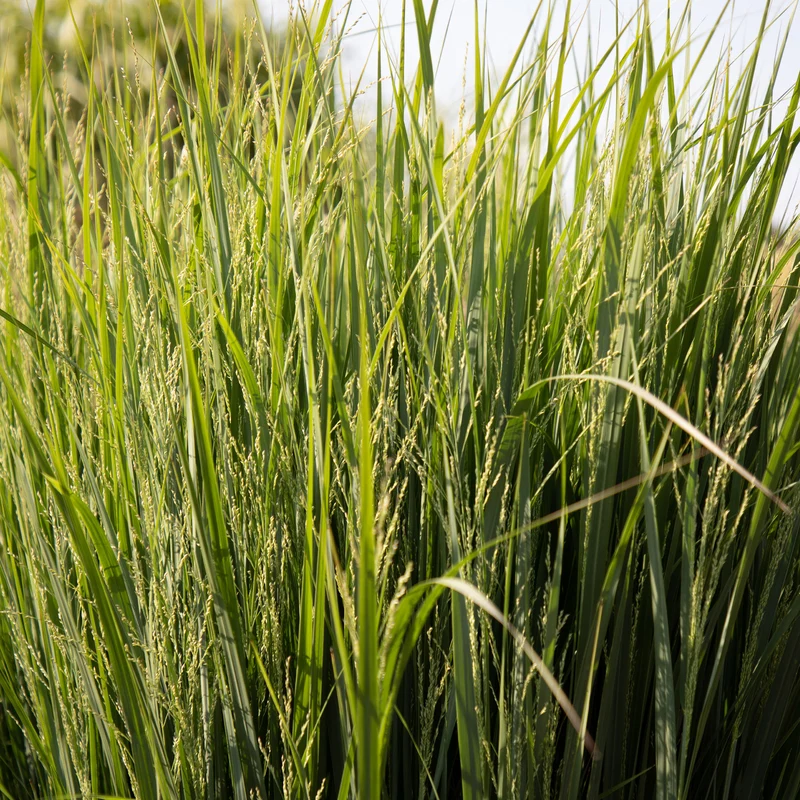 Riesen-Rutenhirse Northwind