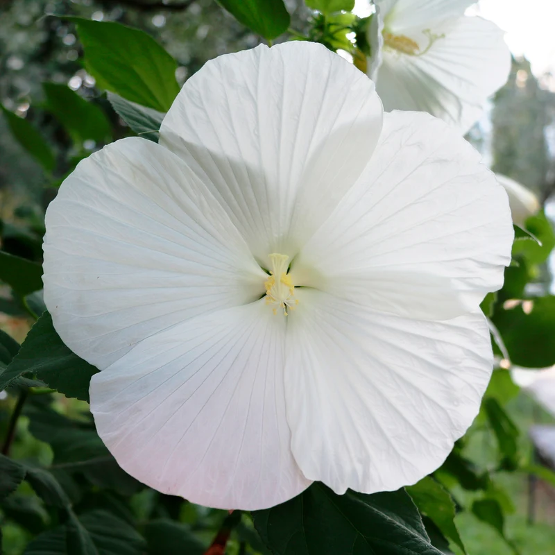 Sumpf-Eibisch Extreme Pure White