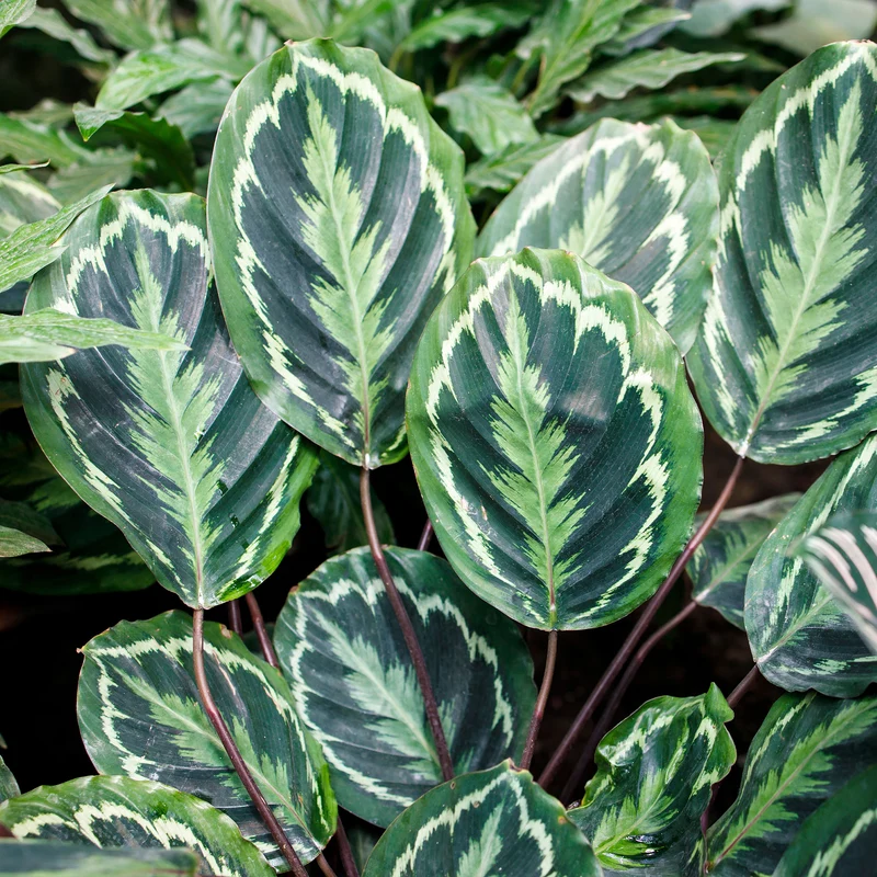 Korbmarante 'Medaillon'