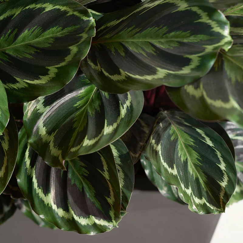 Korbmarante 'Medaillon'