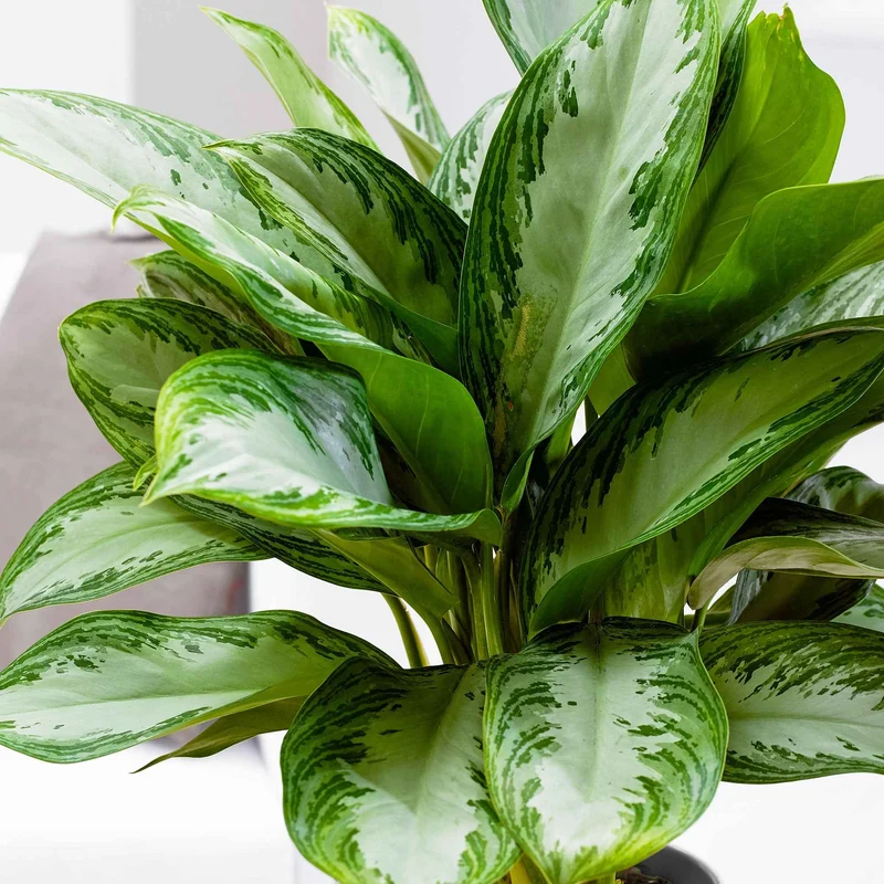 Kolbenfaden 'Silver Bay'