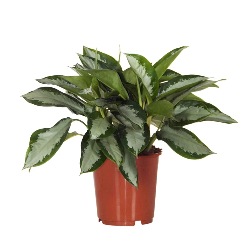 Kolbenfaden 'Silver Bay'
