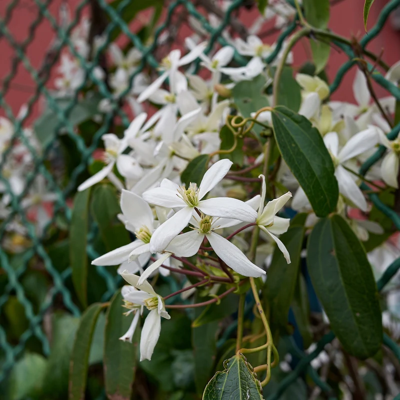 Waldrebe Little White Charm