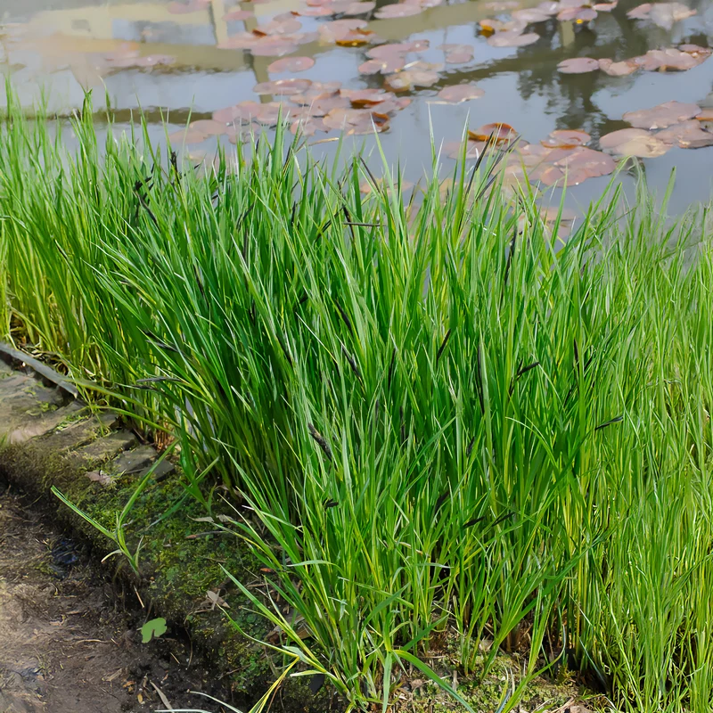 Ufersegge Carex