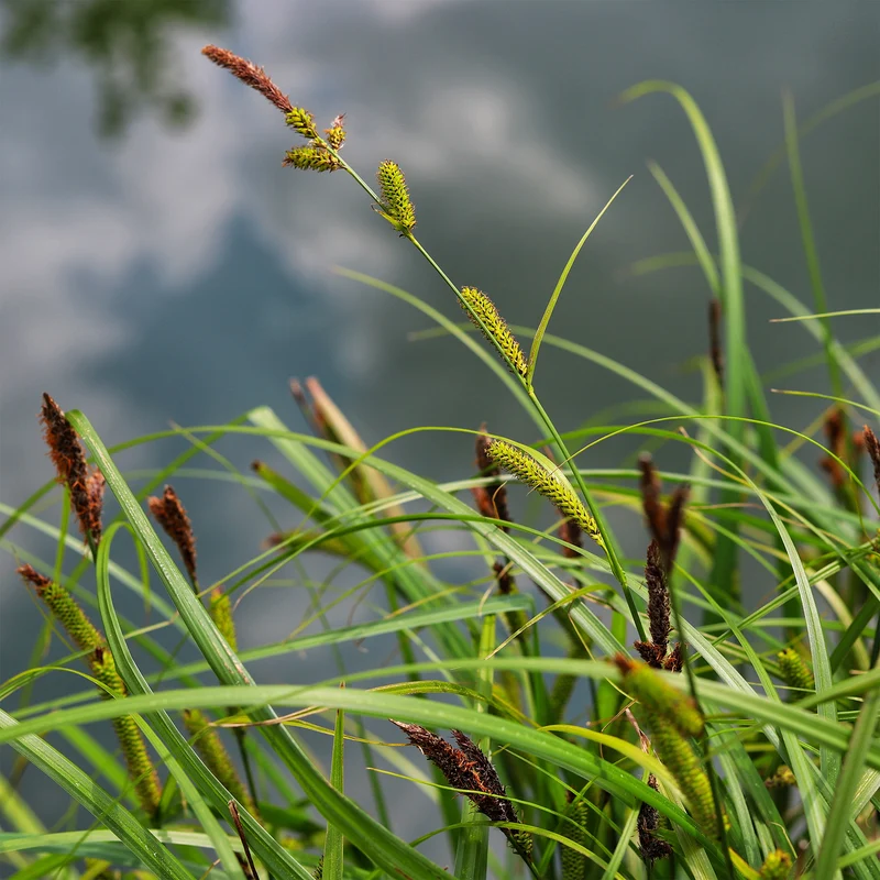 Ufersegge Carex
