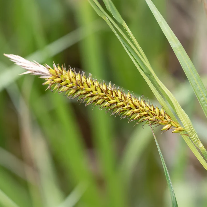 Ufersegge Carex