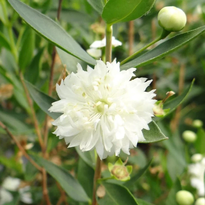 Echte Myrte 'Flore Pleno'