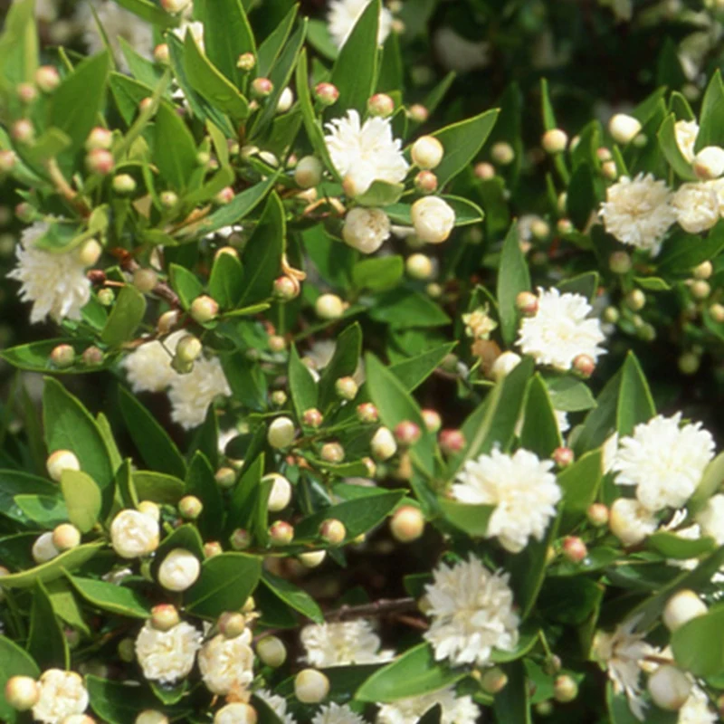 Echte Myrte 'Flore Pleno'
