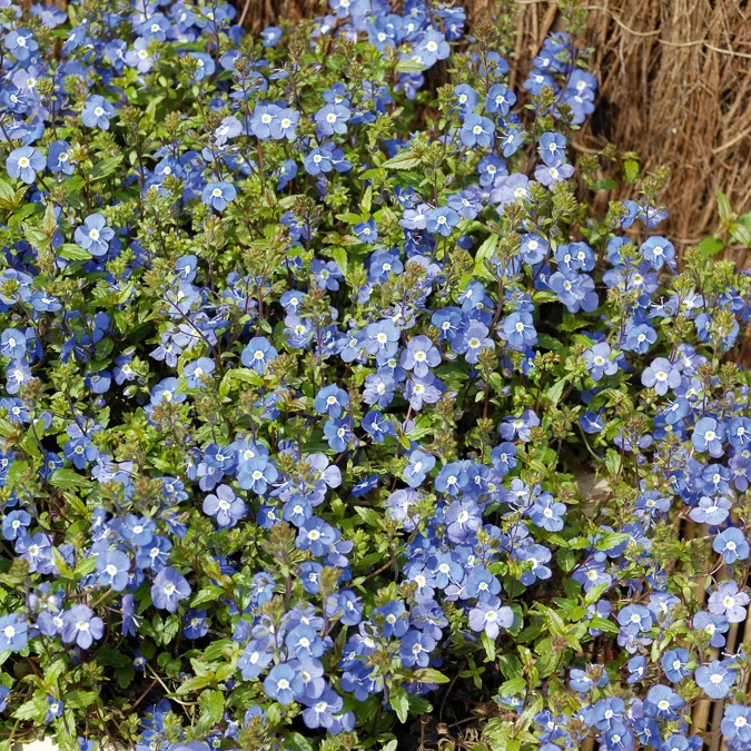 Kriechende Veronika Georgia Blue