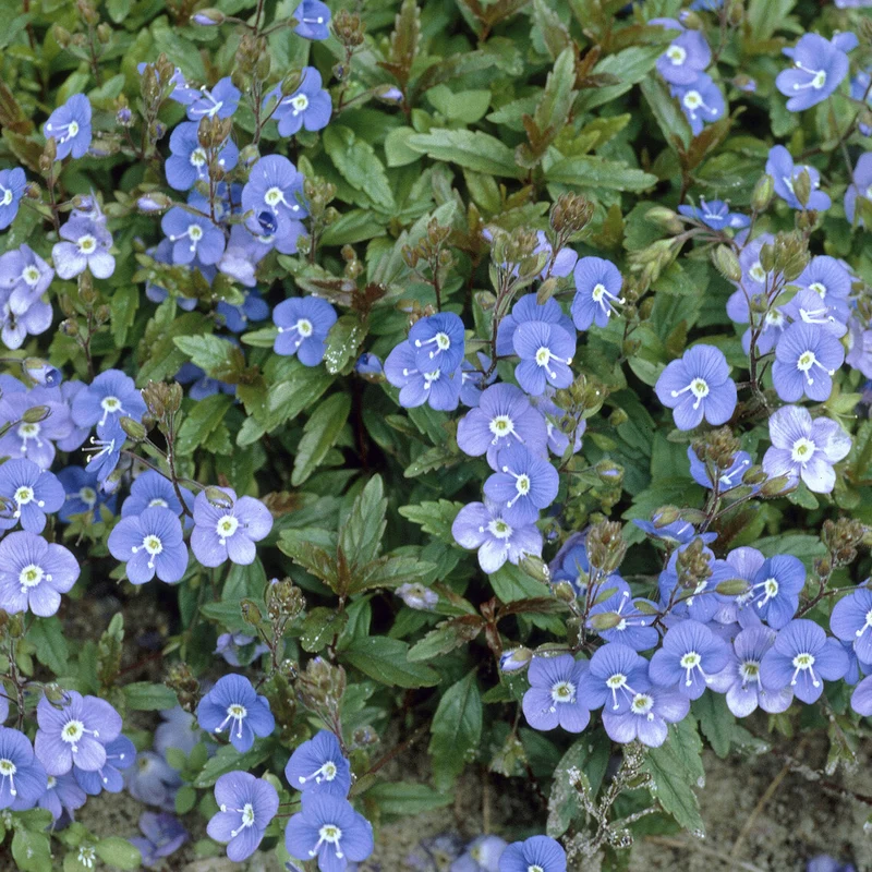 Kriechende Veronika Georgia Blue