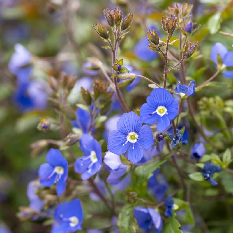 Kriechende Veronika Georgia Blue