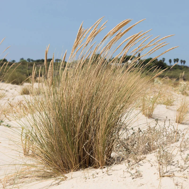 Strandhafer