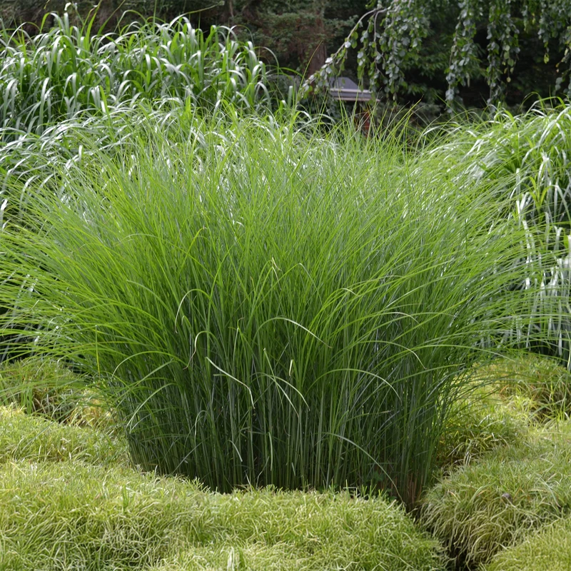 Chinaschilf 'Gracillimus'