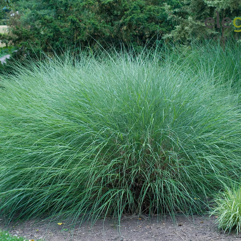 Chinaschilf 'Gracillimus'
