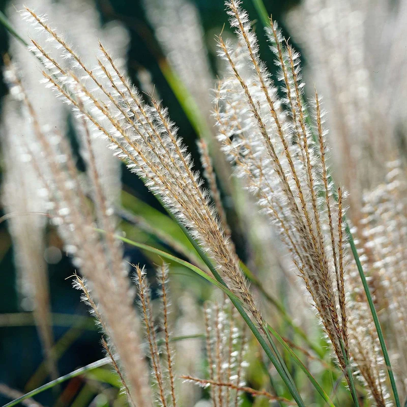 Chinaschilf 'Gracillimus'