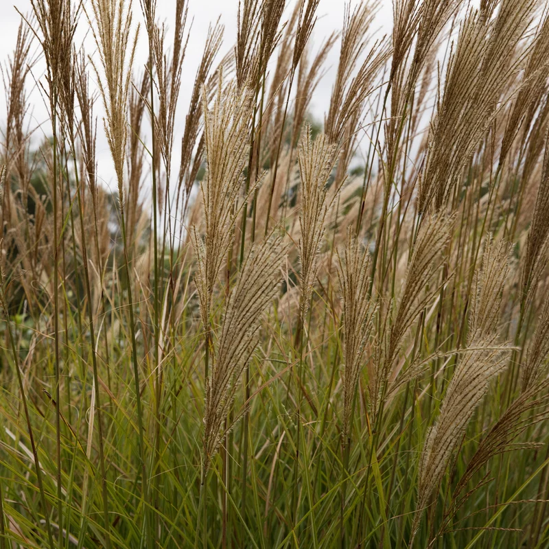 Chinaschilf 'Gracillimus'