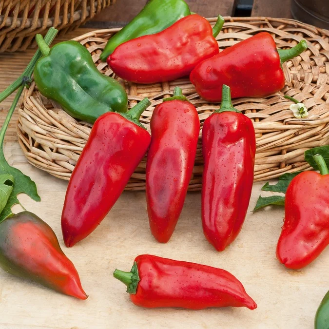 Paprika 'Piquillo'
