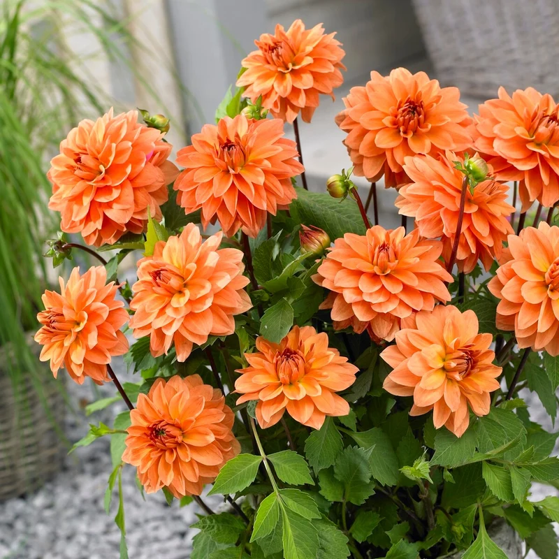 Dahlien Mischung (x5)