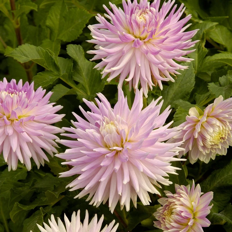 Dahlien Mischung (x5)