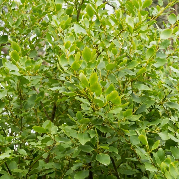 Griselinia Redge (x3)