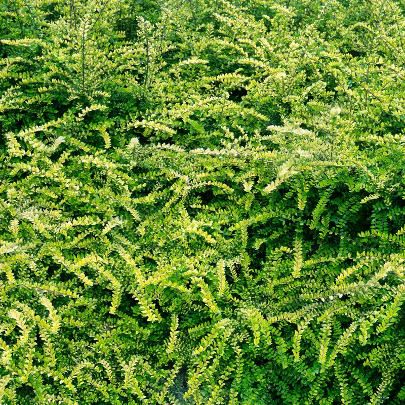 Böschungsmyrte Moss Green
