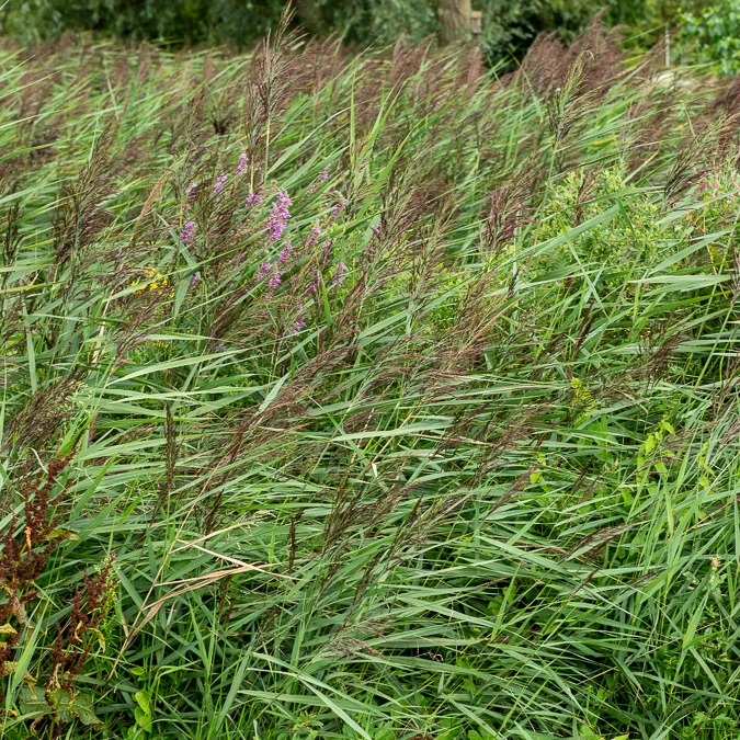 Gewöhnliches Schilfrohr