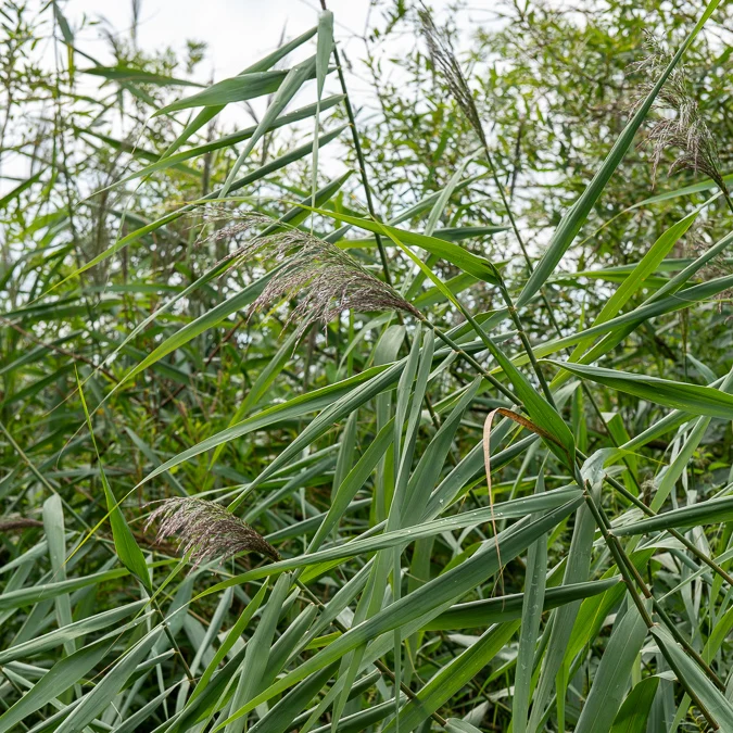 Gewöhnliches Schilfrohr