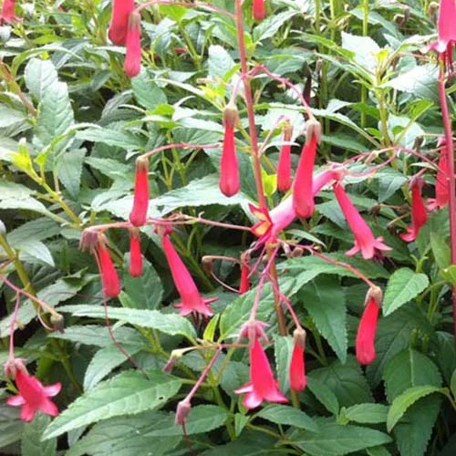 Kap-Fuschia African Queen