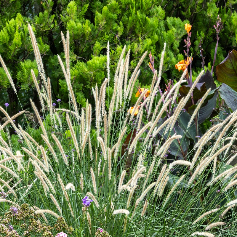 Aufrechtes Lampenputzergras (Pennisetum alopecuroides)
