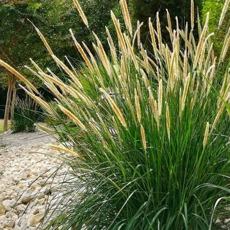 Aufrechtes Lampenputzergras (Pennisetum alopecuroides)