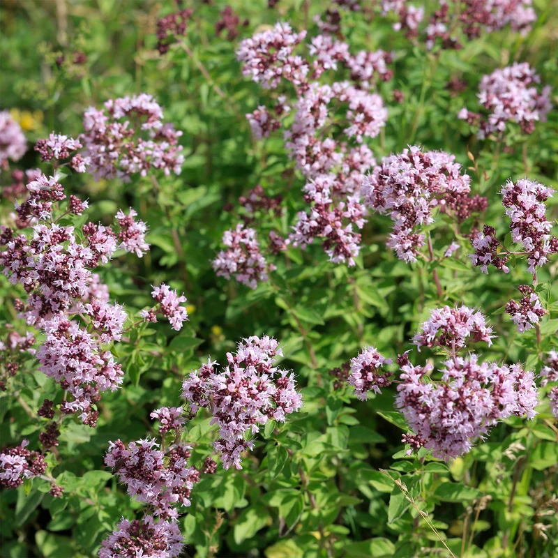 Echter Dost - Oregano