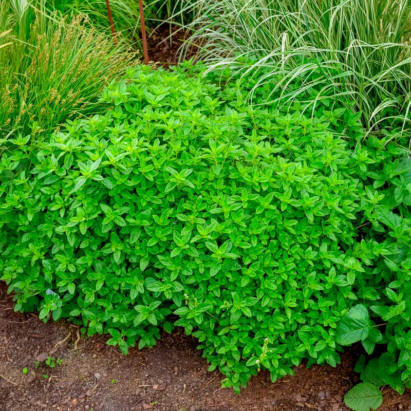 Echter Dost - Oregano