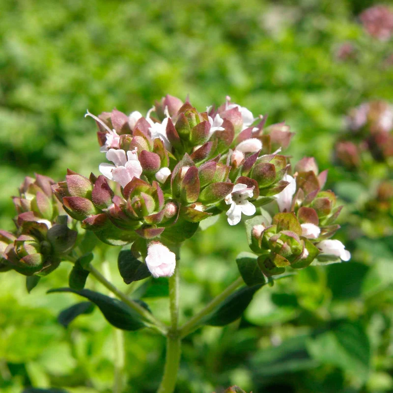 Echter Dost - Oregano