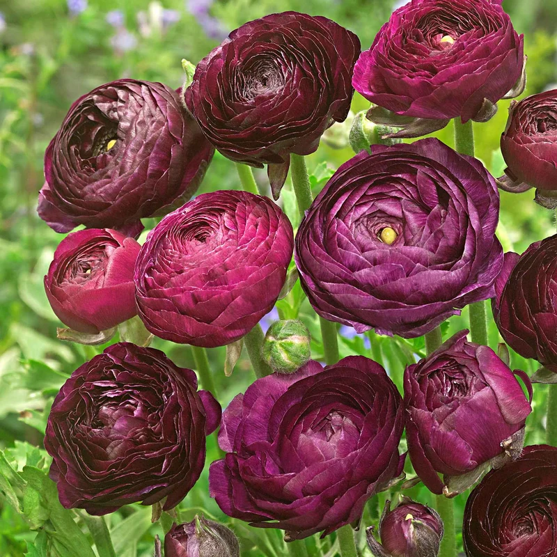Doppelblütler Ranunkel 'Purple Sensation' (x12)