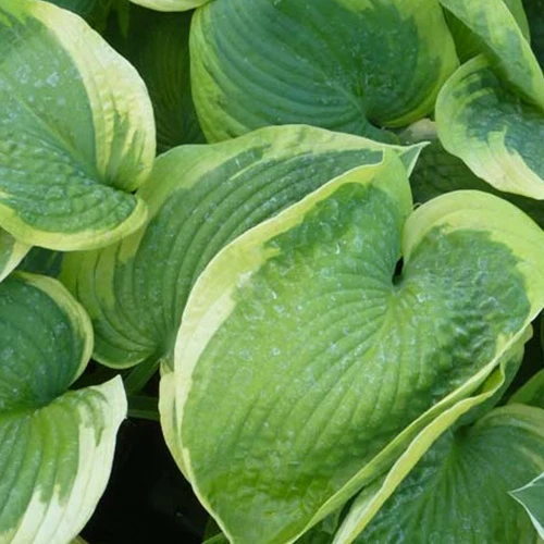 Hosta Olive Bailey Langdon Funkia
