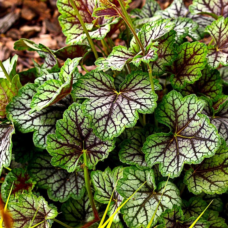 Purpurglöckchen 'Green Spice'